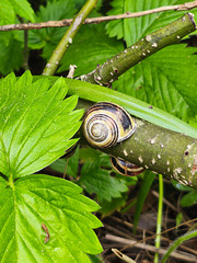 Petits gris [EXPLORER]