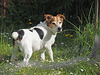 My dog Buster (& PIP)