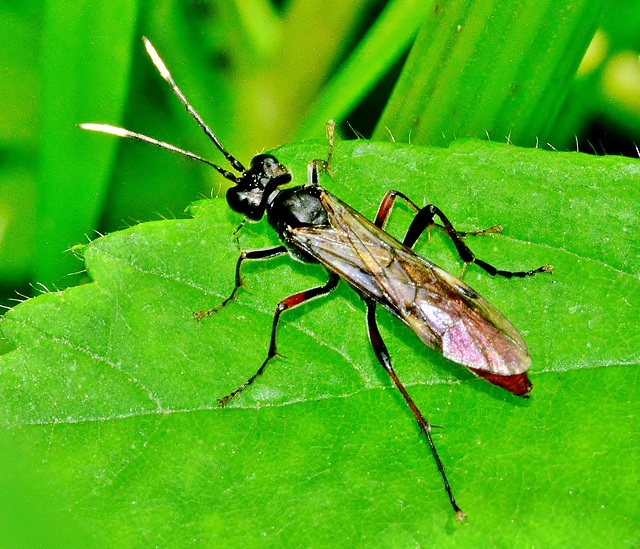 Sawfly. Tenthredo livida.