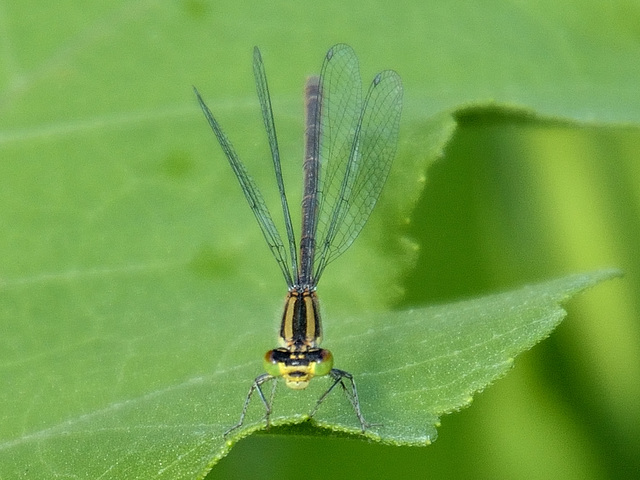 Common Bluet f (Enallagma cyathigerum) DSB 0763