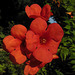 129 Trompetenblume,- Winde,- Klimmer  Campsis grandiflora