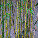 Bambous 3
