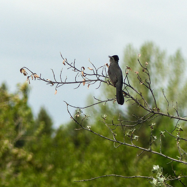 Gray Catbird