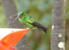 Hummingbird EF7A8467