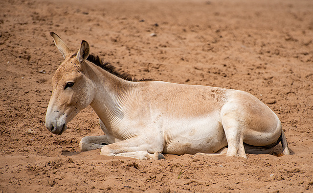 Onager