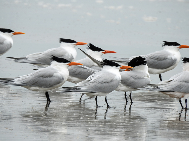 Day 4, Royal Terns, Mustang Island