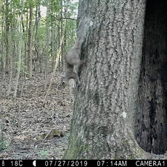 Gray squirrel