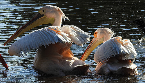 20190911 6138CPw [D~OH] Rosapelikan, Vogelpark Niendorf, Timmendorfer Strand