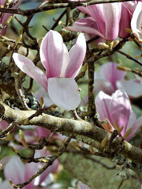 le printemps