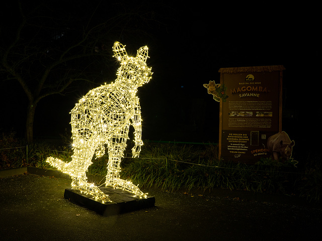 Kölner Zoo - Christmas Garden - Känguruh