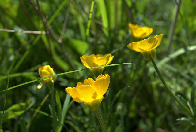 A Yellow Blur Of Buttercups