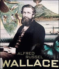 Thus wrote Wallace