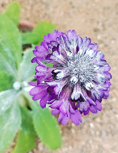 From the roof of the world - Himalayan Primrose.