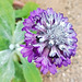 From the roof of the world - Himalayan Primrose.