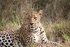 Leopard resting