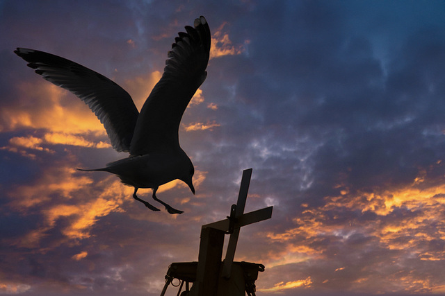 Black-Headed Gull Landing on a Mast