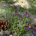 20250503 Forêt Blandas (39)