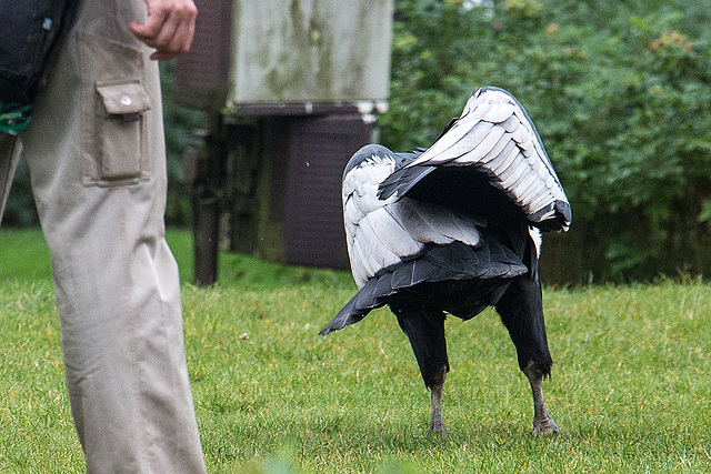 20140926 5417VRAw [D~SFA] Andenkondor, Vogelpark, Walsrode