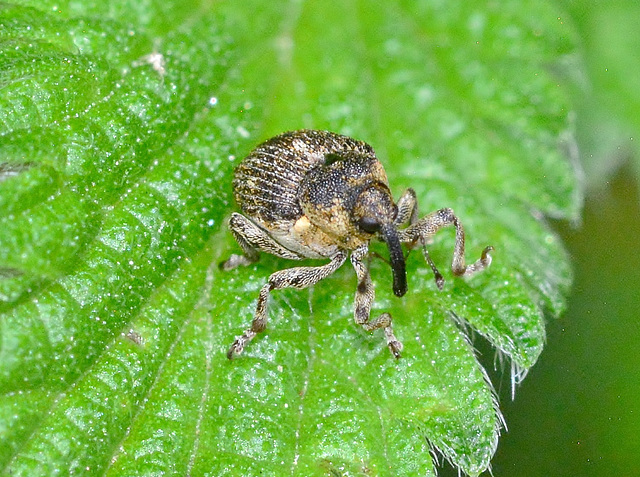 Weevil......approx 3 or 4mm