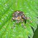 Weevil......approx 3 or 4mm