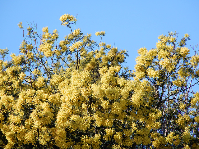 une bouffée de mimosa,