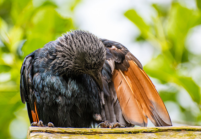 Red winged starling