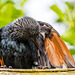 Red winged starling