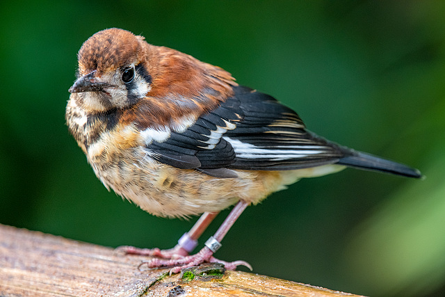 Chestnut backed thrush