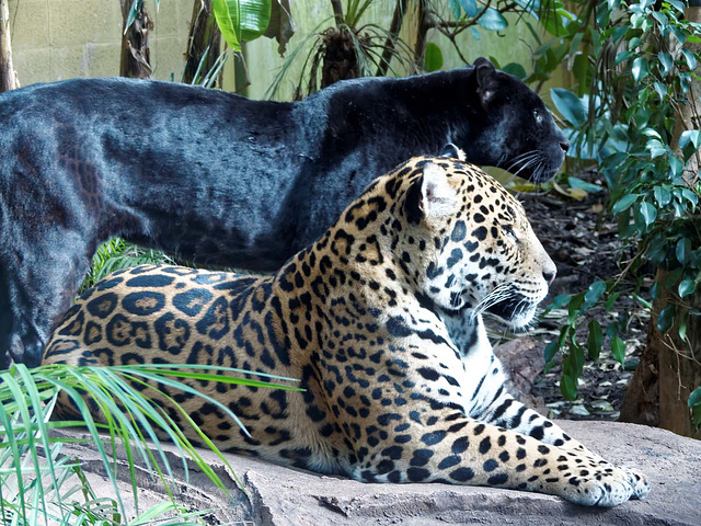 Jaguar and panther