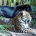 Jaguar and panther