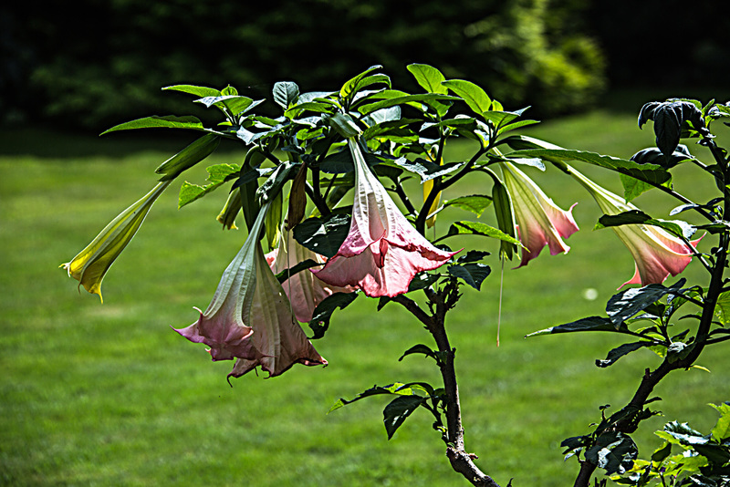 20150828 8590VRAw [D~RI] Engelstrompete (Brugmansia), Rinteln