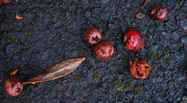 Leaves And Berries
