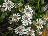 20210606 0554CPw [D~LIP] Schleifenblume (Iberis 'Pink Ice'),  Bad Salzuflen