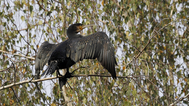 Cormoran au bouleau.... ;-)