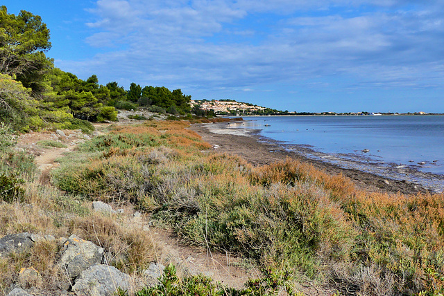 P1400936- L'étang de Leucate, paysage de pique-nique - Rando plateau de Leucate côté étang