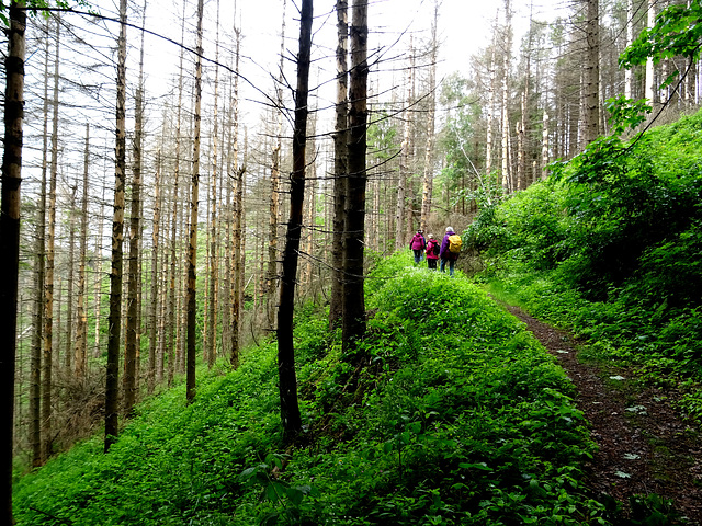 wandern durch abgestorbene Fichten