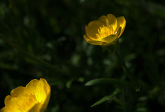 A Yellow Blur Of Buttercups