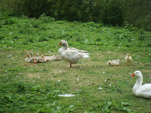Gänsefamilie
