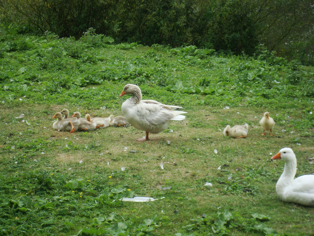Gänsefamilie