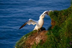 Gannet