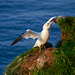 Gannet