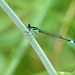 Blue Tailed Damselfly