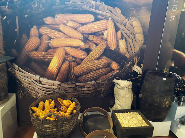 Corn cobs after defoliation.