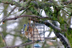 Blue Tit & Reed Buntings