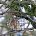 Blue Tit & Reed Buntings