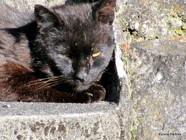 Sleepy Blackie.