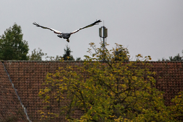 20140926 5418VRAw [D~SFA] Andenkondor, Vogelpark, Walsrode