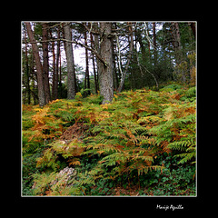 El bosque en otoño-3