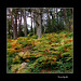 El bosque en otoño-3
