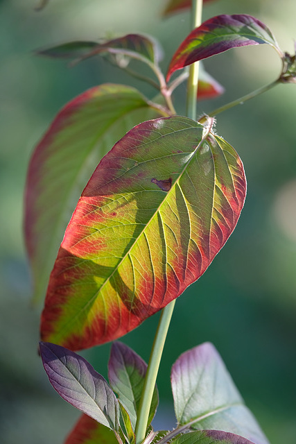 DSCF0399